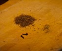 Faites chauffer l'huile dans une poêle et ajoutez le cumin, les clous de girofle et le poivre.